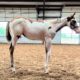 Pretty Light Bay Overo Paint Weanling Filly