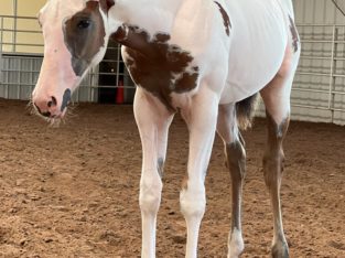 Pretty Light Bay Overo Paint Weanling Filly