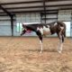 Full Double AQHA/APHA SUPER Bred Filly