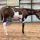 Full Double AQHA/APHA SUPER Bred Filly