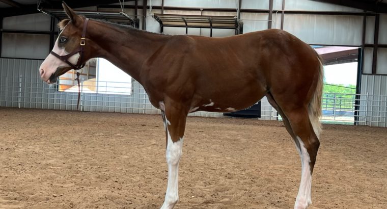 AWESOME Full Double AQHA/APHA Weanling Filly