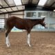 AWESOME Full Double AQHA/APHA Weanling Filly