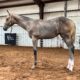Lofty APHA Hunter Weanling Filly