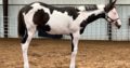 “Giselle” 2022 APHA filly