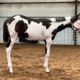 “Giselle” 2022 APHA filly