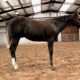 Big Bodied Full Double AQHA/APHA Weanling Colt