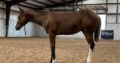 Full Double Flashy Weanling Filly