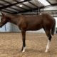 Full Double Flashy Weanling Filly