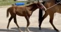 Nice Western Weanling Filly