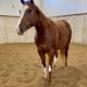 AQHA/APHA Mare in Foal to One & Only Asset