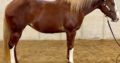 AQHA/APHA Mare in Foal to One & Only Asset