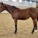 Surely I’m Good Weanling Bay Filly