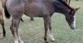Gorgeous When In Chrome Weanling Filly
