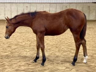 Surely Im Good Bay Weanling Filly