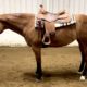 Bay AQHA All-Around Mare