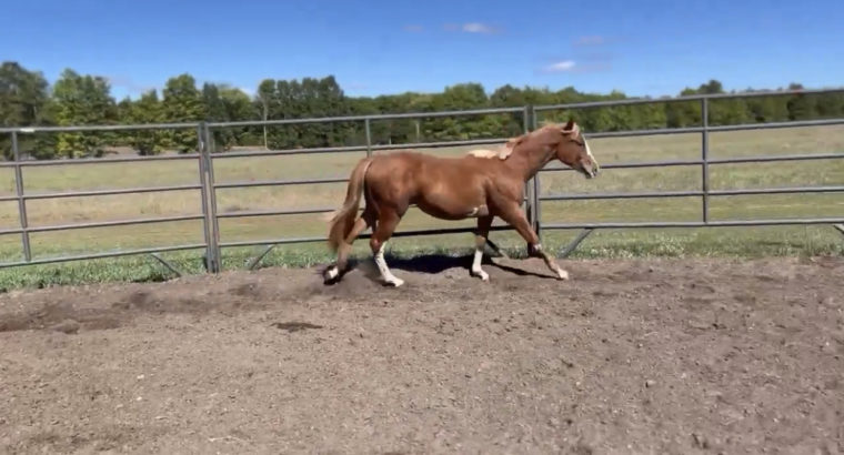 2021 APHA (RR) gelding by When in Chrome