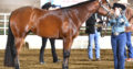 GORGEOUS All-Around Mare by Lazy Loper