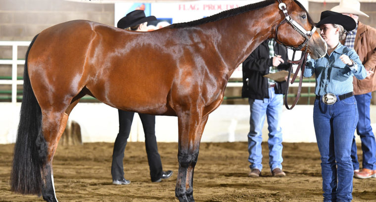 GORGEOUS All-Around Mare by Lazy Loper