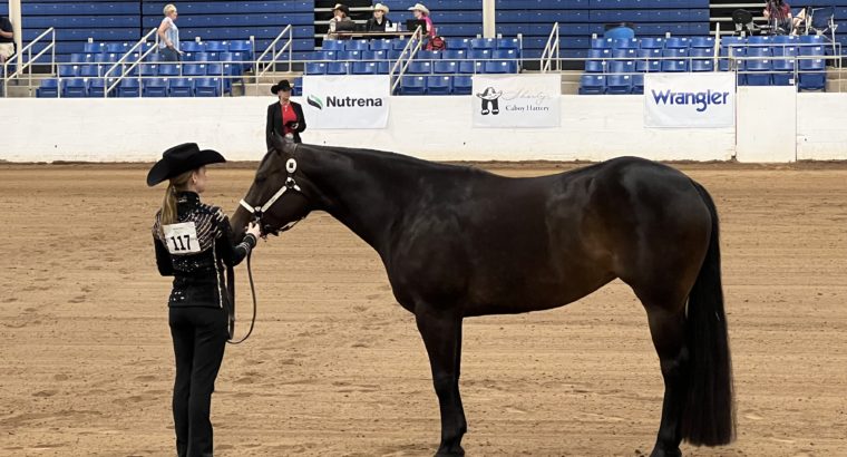 FANCY 2016 AQHA Mare- ALL AROUND DELUXE