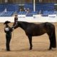 FANCY 2016 AQHA Mare- ALL AROUND DELUXE