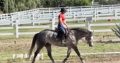 Beautiful Allocate Your Assets Gelding for Sale