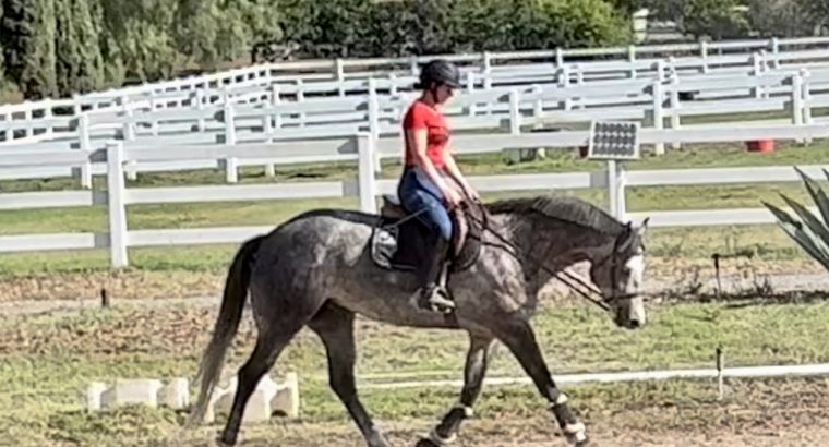 Beautiful Allocate Your Assets Gelding for Sale