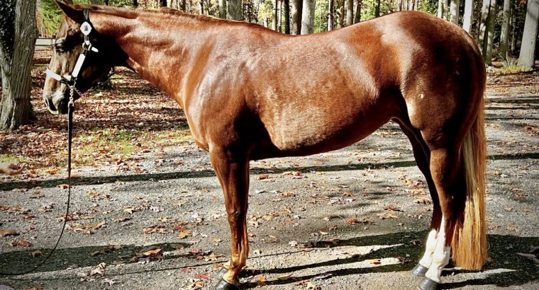 2019 APHA/NSBA Overo Mare For Sale