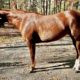 2019 APHA/NSBA Overo Mare For Sale