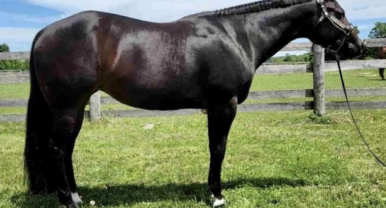 GORGEOUS All-Around Mare by TY