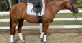 Stunning 4 Year Old Mare by Allocate Your Assets