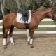 Stunning 4 Year Old Mare by Allocate Your Assets