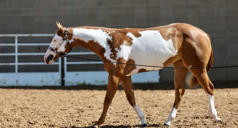 Full Double AQHA/APHA bright Yearling Filly