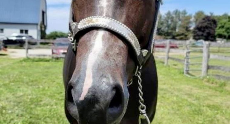 GORGEOUS All-Around Mare by TY