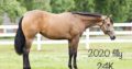 Invitation Only Broodmare/Filly Package