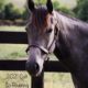 Invitation Only Broodmare/Filly Package