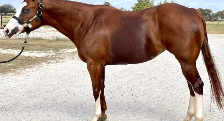 Full Double AQHA/APHA Western All-Around Mare