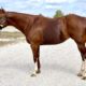 Full Double AQHA/APHA Western All-Around Mare