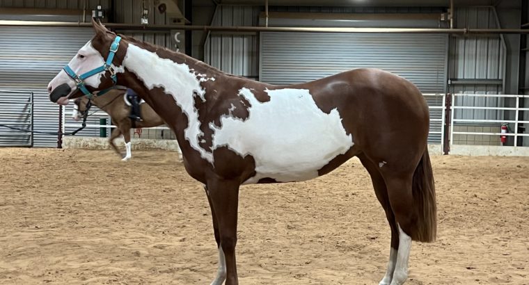 Full Double AQHA/APHA bright Yearling Filly