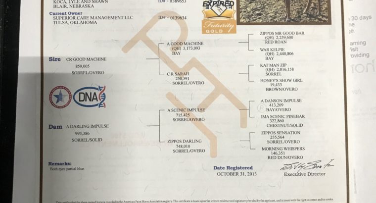 APHA All-Around DELUXE with 3 West Pleas Superiors