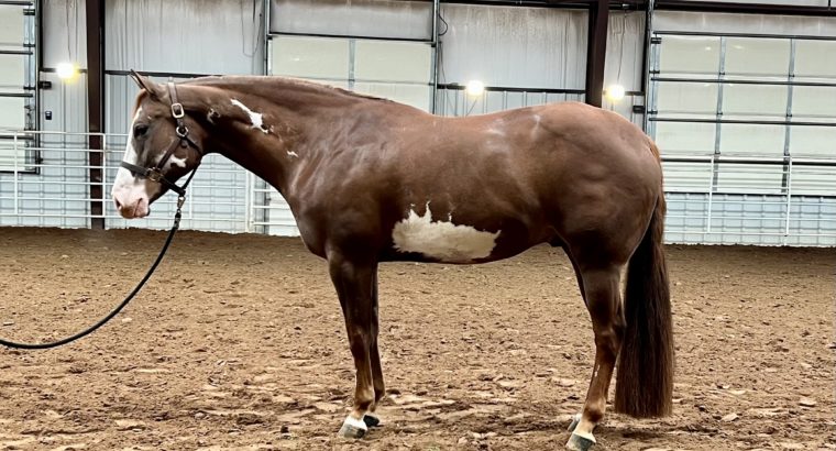 APHA All-Around DELUXE with 3 West Pleas Superiors