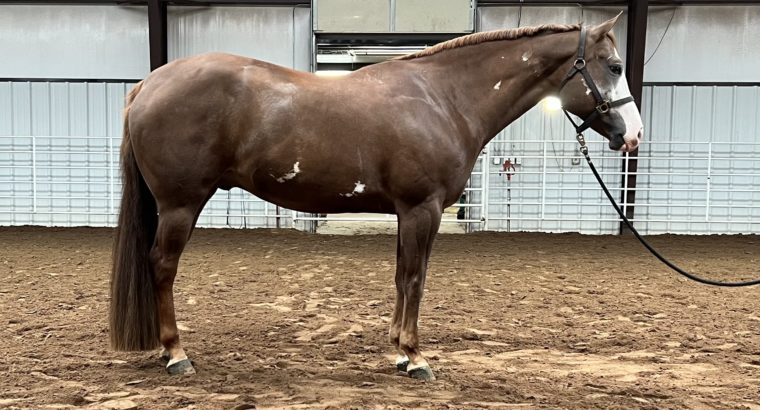 APHA All-Around DELUXE with 3 West Pleas Superiors