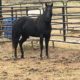 Gorgeous All around Black Western Prospect Filly