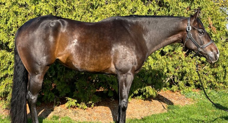 Full Of Moves – Check out this beautiful HUS mare!