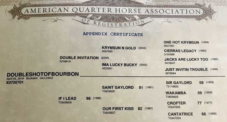 Gorgeous Buckskin HUS Gelding