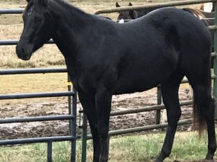Gorgeous All around Black Western Prospect Filly