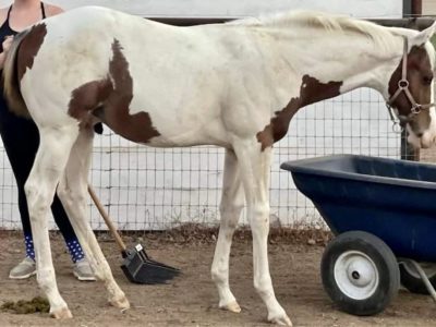 Nice Yearling One N Only Asset Colt