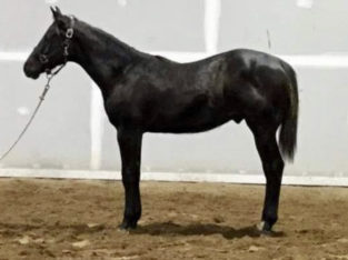 Original Cowboy Bay Yearling Colt