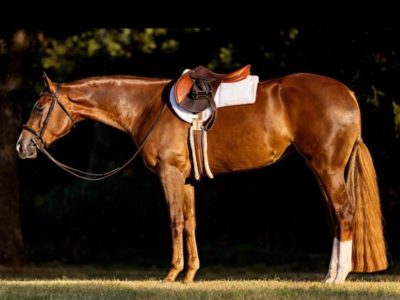Double 3YO High End HUS Prospect