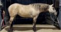Dun In WillowsNRoses- 2020 Grulla Mare