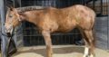 CoCo N Cash Caviar Dream- 2021 AQHA/APHA Filly